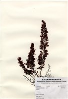 藏品(匍枝馬尾藻)的圖片